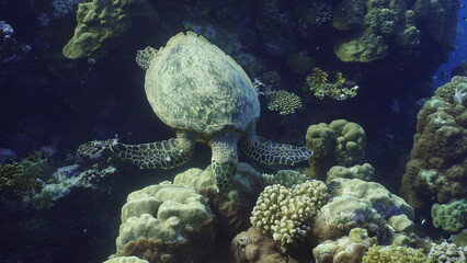 Top view of Hawksbill Sea Turtle or Bissa (Eretmochelys imbricata) feeds on hard corals on top of a beautiful tropical reef, Red sea, Egypt