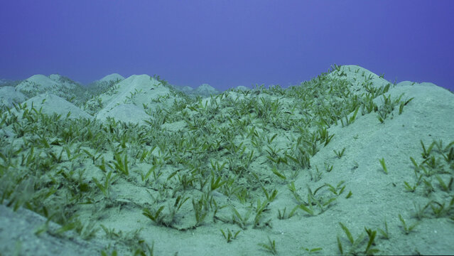 Seagrass bed on hilly sand bottom. Seabed sandy hills covered with Smooth ribbon seagrass (Cymodocea rotundata) on seagrass meadow, Red sea, Egypt