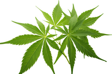 Male hemp or cannabis plant leaves, transparent background (PNG). Generative AI.