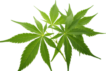 Male hemp or cannabis plant leaves, transparent background (PNG). Generative AI.
