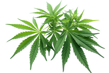 Male hemp or cannabis plant leaves, transparent background (PNG). Generative AI.