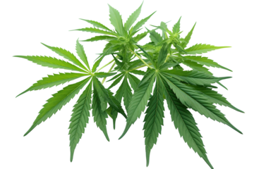 Male hemp or cannabis plant leaves, transparent background (PNG). Generative AI.