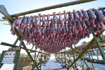 Cod fish on drying rack.