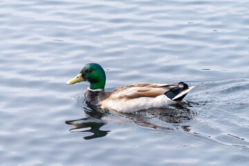 Male mallard duck swimming on calm water 