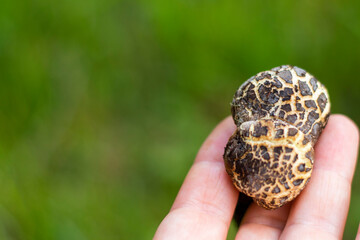 Xerocomellus chrysenteron