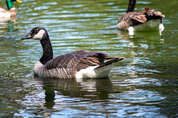 Canada goose in focus on pond with another goose and mallard duck in background with ripples in the water