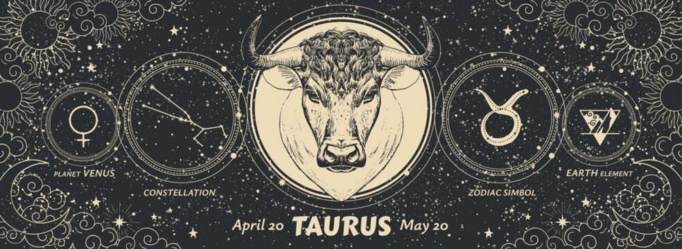Taurus zodiac sign, vintage astrology graphic banner on mystical starry black background, horoscope. Modern realistic hand drawn vector illustration.