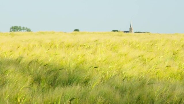 Yellow almost ripe wheat field in summer under a blue sky. On the horizon the church tower of Hallum Friesland The Netherlands.