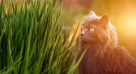 stray cat outdoors in nature. cat in the green grass. summer evening in the garden with a pet