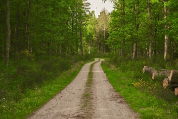 Fototapeta premium Trail path in woods. A trail in the forest. Morning in Spring.