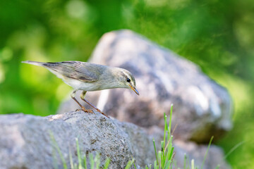 Willow warbler (Phylloscopus trochilus) sitting on a rock in spring.