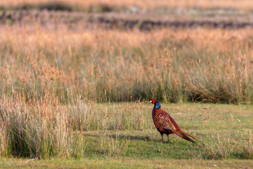 Common pheasant (Phasianus colchicus) on the salt marshes on Juist, East Frisian Islands, Germany.