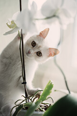 White domestic cute cat eats green leaves of a houseplant in a pot.