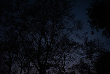 night sky with trees