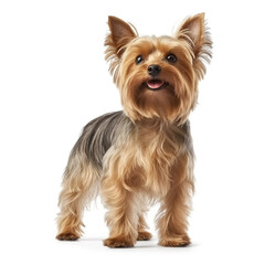 Yorkshire Terrier dog satnding isolated  in front of a white background, ai generative.