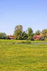 Naklejka na ściany i meble Flowering meadow with red cottages in the countryside