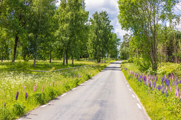 Blooming roadside by a country road