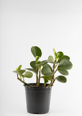 Several cuttings of Peperomia obtusifoli in a black plastic pot isolated on a white background