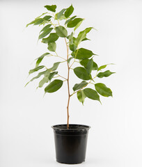 A small cutting of ficus benjamina in a black plastic pot isolated on a white background