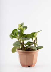 Several cuttings of Peperomia obtusifoli in a brown plastic pot isolated on a white background