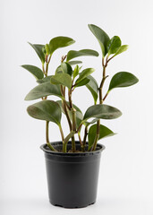 Several cuttings of Peperomia obtusifoli in a black plastic pot isolated on a white background
