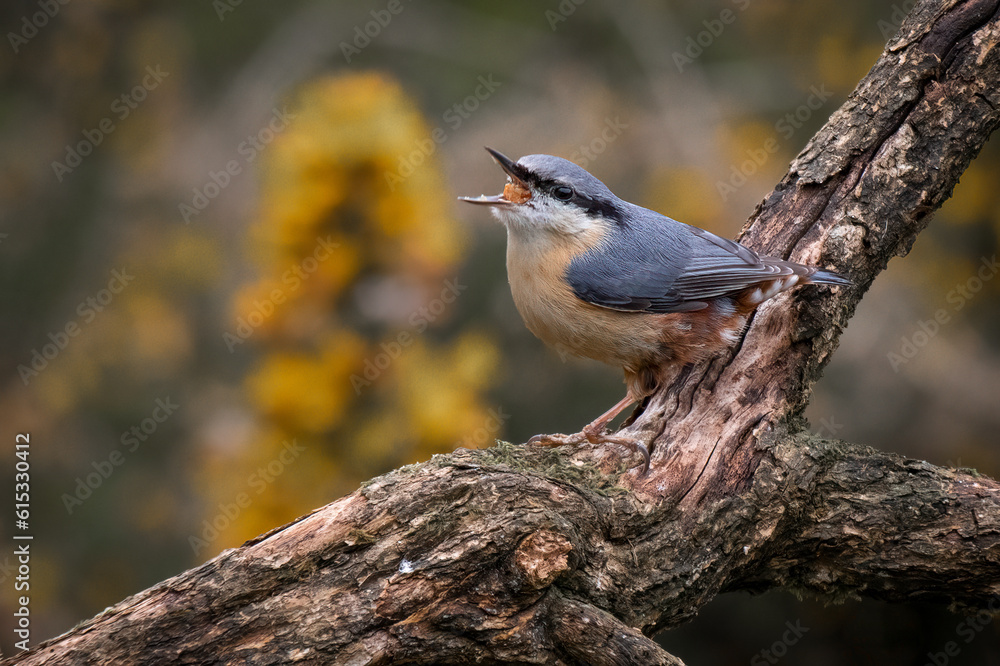 Poster A close up of a nuthatch as it is perched on a branch feeding. Its mouth is open and full of food