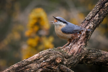 A close up of a nuthatch as it is perched on a branch feeding. Its mouth is open and full of food