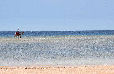 Fototapeta na wymiar Camel Bedwian Sea Beach blue sky