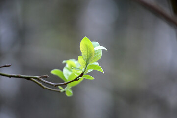 Closeup of a tree stem with young leaves