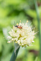 A red beetle with a long mustache feeds on on a blooming onion. A mustachioed beetle on white flowers. Wild insects