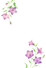 紫色の桔梗の花のはがきテンプレート　手描き色鉛筆画