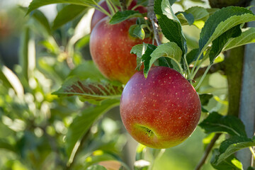 Obraz premium ripe red apples on the tree