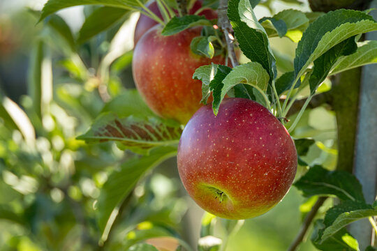 ripe red apples on the tree