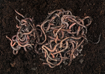 Group of earthworms for fishing in black soil as background, top view. Garden compost and worms.