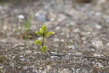 Young spruce sprouts on the ground