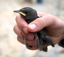 Rescuing a baby starling that fell from a nest