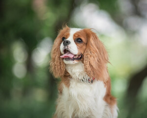 Portrait of a beautiful purebred Cavalier King Charles Spaniel.