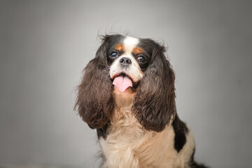 Portrait of a beautiful purebred Cavalier King Charles Spaniel.