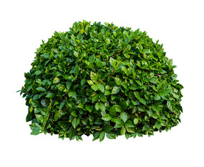 tree png image _ bush images _plant images _ leaves image _ tree in isolated white images _ Indian plant images 