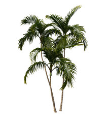 Fototapeta na wymiar palm tree png image _ bush images _plant images _ leaves image _ palm tree in isolated white images _ Indian plant images 