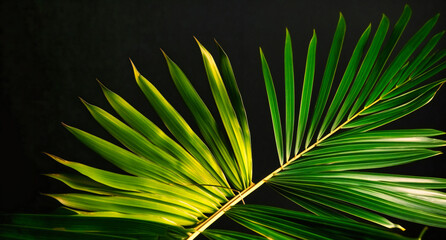 palm palm with green leaves