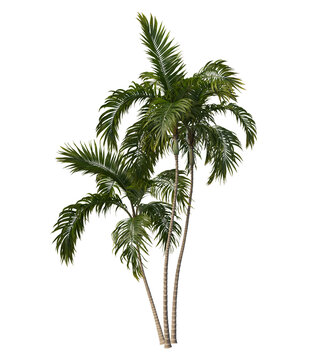 palm tree  png image _ bush images _plant images _ leaves image _ palm tree in isolated white images _ Indian plant images 
