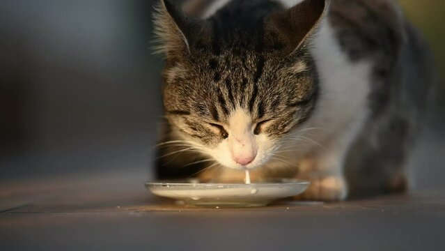Gray fluffy cat licking milk from the plate outside. Static shot