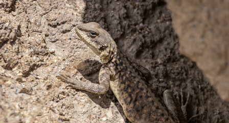 High angle close-up shot of a Himalayan Agama, looking like a lizard.