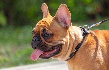 Fototapeta premium French bulldog portrait in the park, shallow depth of field