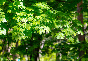 Young leaves on the branches of a tree in the spring forest