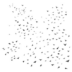 Silhouette sketch of a flock of flying birds, flight in different positions. Takeoff, flying, flight, flutter, hover, soaring, landing