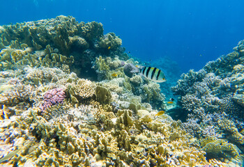 Fototapeta na wymiar Fishes in a coral reef under water of the Red Sea.