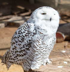Owl portrait in the zoo. Close-up