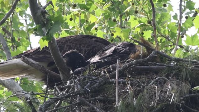 Parent and young bald eagle panting in the nest, eaglet yawns